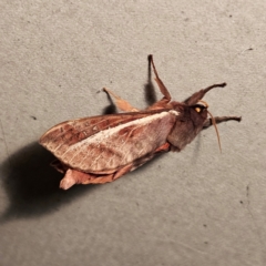 Oxycanus dirempta (Variable Oxycanus) at Braidwood, NSW - 10 May 2024 by MatthewFrawley