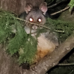 Trichosurus vulpecula (Common Brushtail Possum) at Braidwood, NSW - 10 May 2024 by MatthewFrawley