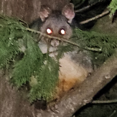 Trichosurus vulpecula (Common Brushtail Possum) at QPRC LGA - 10 May 2024 by MatthewFrawley