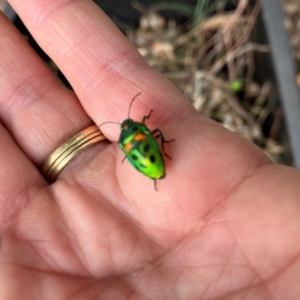 Scutiphora pedicellata at Lyons, ACT - 5 May 2024