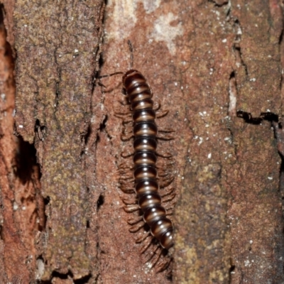 Paradoxosomatidae sp. (family) (Millipede) at ANBG - 10 May 2024 by TimL
