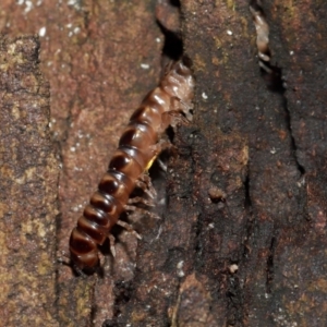 Paradoxosomatidae sp. (family) at ANBG - 10 May 2024
