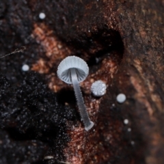 Unidentified Cap on a stem; gills below cap [mushrooms or mushroom-like] at ANBG - 10 May 2024 by TimL