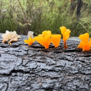 Dacryopinax spathularia at Bugong National Park - 10 May 2024