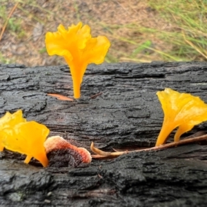 Dacryopinax spathularia at Bugong National Park - 10 May 2024