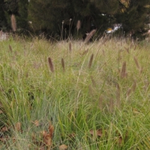 Cenchrus purpurascens at Lake Ginninderra - 10 May 2024