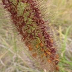 Cenchrus purpurascens at Lake Ginninderra - 10 May 2024