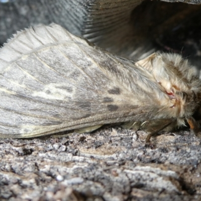 Oxycanus antipoda (Late Oxycanus) at Charleys Forest, NSW - 18 Apr 2024 by arjay