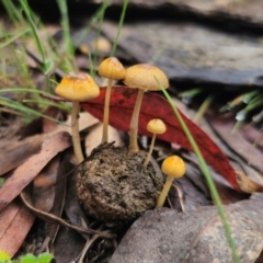 Protostropharia semiglobata (Dung Roundhead) at Captains Flat, NSW - 10 May 2024 by Csteele4