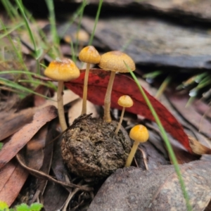 Protostropharia semiglobata at QPRC LGA - 10 May 2024