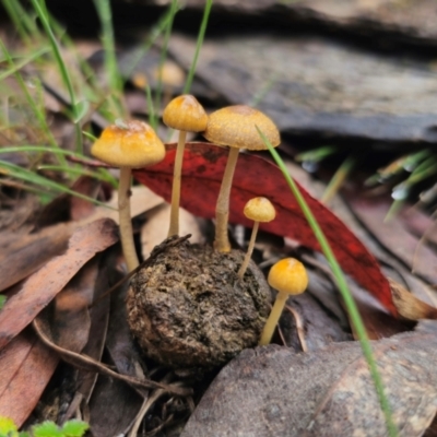 Protostropharia semiglobata (Dung Roundhead) at QPRC LGA - 10 May 2024 by Csteele4