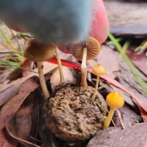 Protostropharia semiglobata at QPRC LGA - 10 May 2024