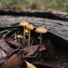 Protostropharia semiglobata at QPRC LGA - 10 May 2024