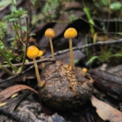 Protostropharia semiglobata at QPRC LGA - 10 May 2024