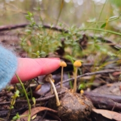 Protostropharia semiglobata at QPRC LGA - 10 May 2024