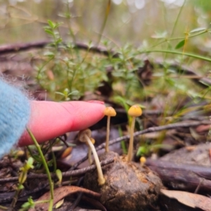 Protostropharia semiglobata at QPRC LGA - 10 May 2024