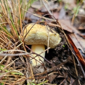 Bolete sp. at QPRC LGA - 10 May 2024