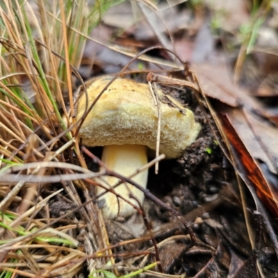 Bolete sp. (Bolete sp.) at QPRC LGA - 10 May 2024 by Csteele4