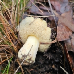 Bolete sp. at QPRC LGA - 10 May 2024 01:07 PM