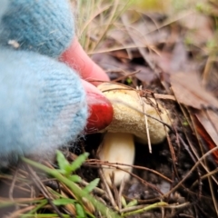 Bolete sp. at QPRC LGA - 10 May 2024