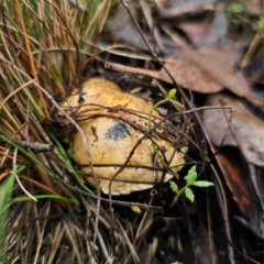 Bolete sp. at QPRC LGA - 10 May 2024