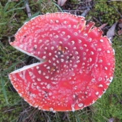 Amanita muscaria at Flynn, ACT - 10 May 2024 by Christine