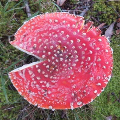 Amanita muscaria (Fly Agaric) at Flynn, ACT - 10 May 2024 by Christine