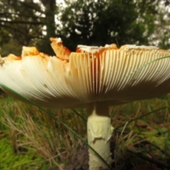 Amanita muscaria at Flynn, ACT - 10 May 2024