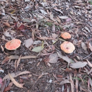 Amanita muscaria at Flynn, ACT - 10 May 2024 01:05 PM