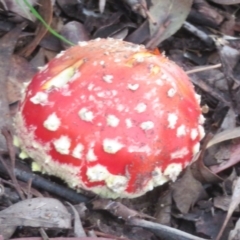 Amanita muscaria at Flynn, ACT - 10 May 2024