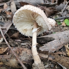 Macrolepiota clelandii at QPRC LGA - 10 May 2024 12:59 PM