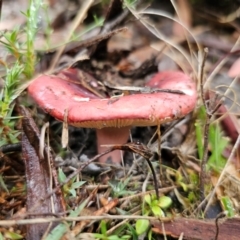 Russula sp. (Russula) at Captains Flat, NSW - 10 May 2024 by Csteele4