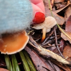 Marasmius elegans at Captains Flat, NSW - 10 May 2024 by Csteele4