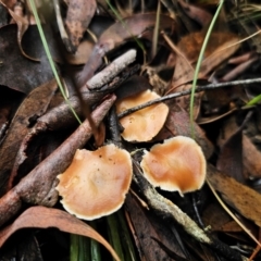 Marasmius elegans at QPRC LGA - 10 May 2024 01:36 PM