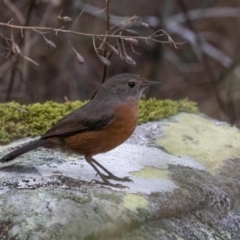 Origma solitaria (Rockwarbler) at Morton National Park - 29 Apr 2024 by KimT