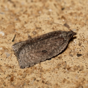 Meritastis polygraphana at Harrison, ACT - 10 May 2024