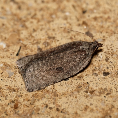 Meritastis polygraphana (Mottled Bell Moth) at Harrison, ACT - 10 May 2024 by DPRees125