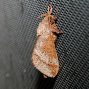 Oxycanus australis at Harrison, ACT - 9 May 2024