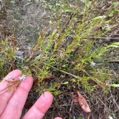 Vittadinia muelleri at Black Mountain - 11 May 2024 by lbradley