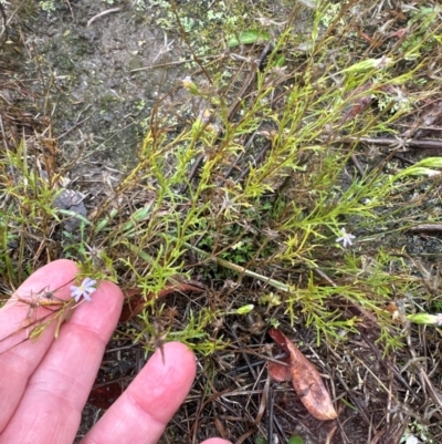 Vittadinia muelleri (Narrow-leafed New Holland Daisy) at Black Mountain - 11 May 2024 by lbradley