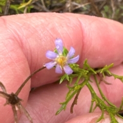 Vittadinia muelleri at Black Mountain - 11 May 2024