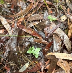 Speculantha rubescens (Blushing Tiny Greenhood) at Black Mountain - 11 May 2024 by lbradley