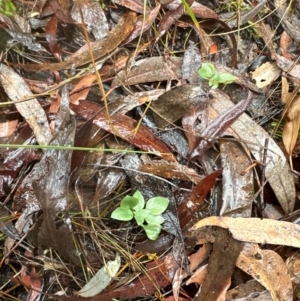 Speculantha rubescens at Yarralumla, ACT - suppressed