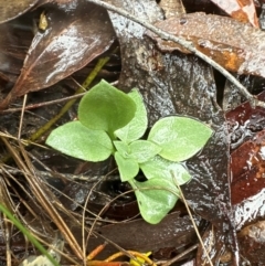 Speculantha rubescens at Black Mountain - 11 May 2024