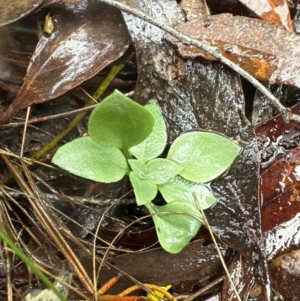 Speculantha rubescens at Yarralumla, ACT - suppressed