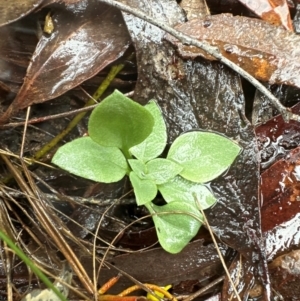 Speculantha rubescens at Black Mountain - 11 May 2024