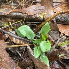 Speculantha rubescens (Blushing Tiny Greenhood) at Yarralumla, ACT - 11 May 2024 by lbradley