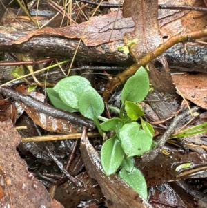 Speculantha rubescens at Yarralumla, ACT - 11 May 2024