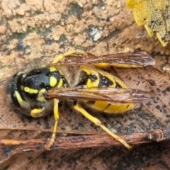 Vespula germanica (European wasp) at Bungendore, NSW - 9 May 2024 by clarehoneydove