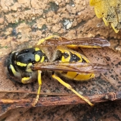 Vespula germanica (European wasp) at suppressed - 9 May 2024 by clarehoneydove